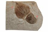 Paleocene Leaf Fossil Plate - Montana #215537-1
